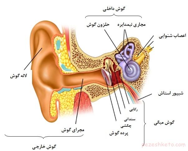 آناتومی و بیماری های شایع گوش